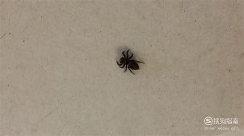 家里有小蜘蛛代表什么 柳眉倒豎